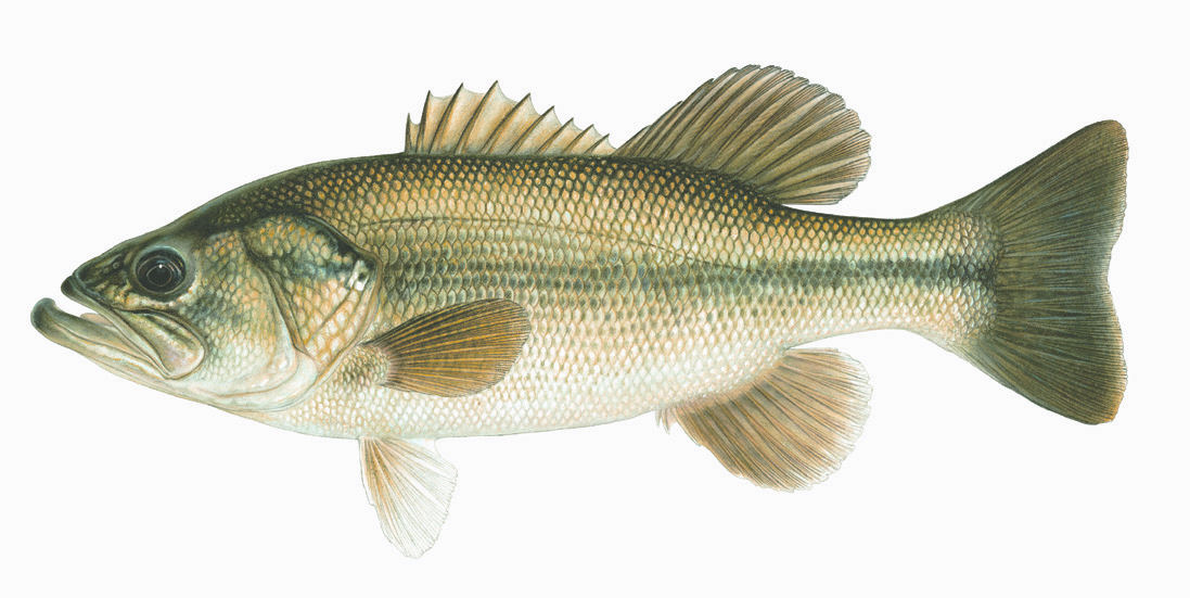 LargemouthBass