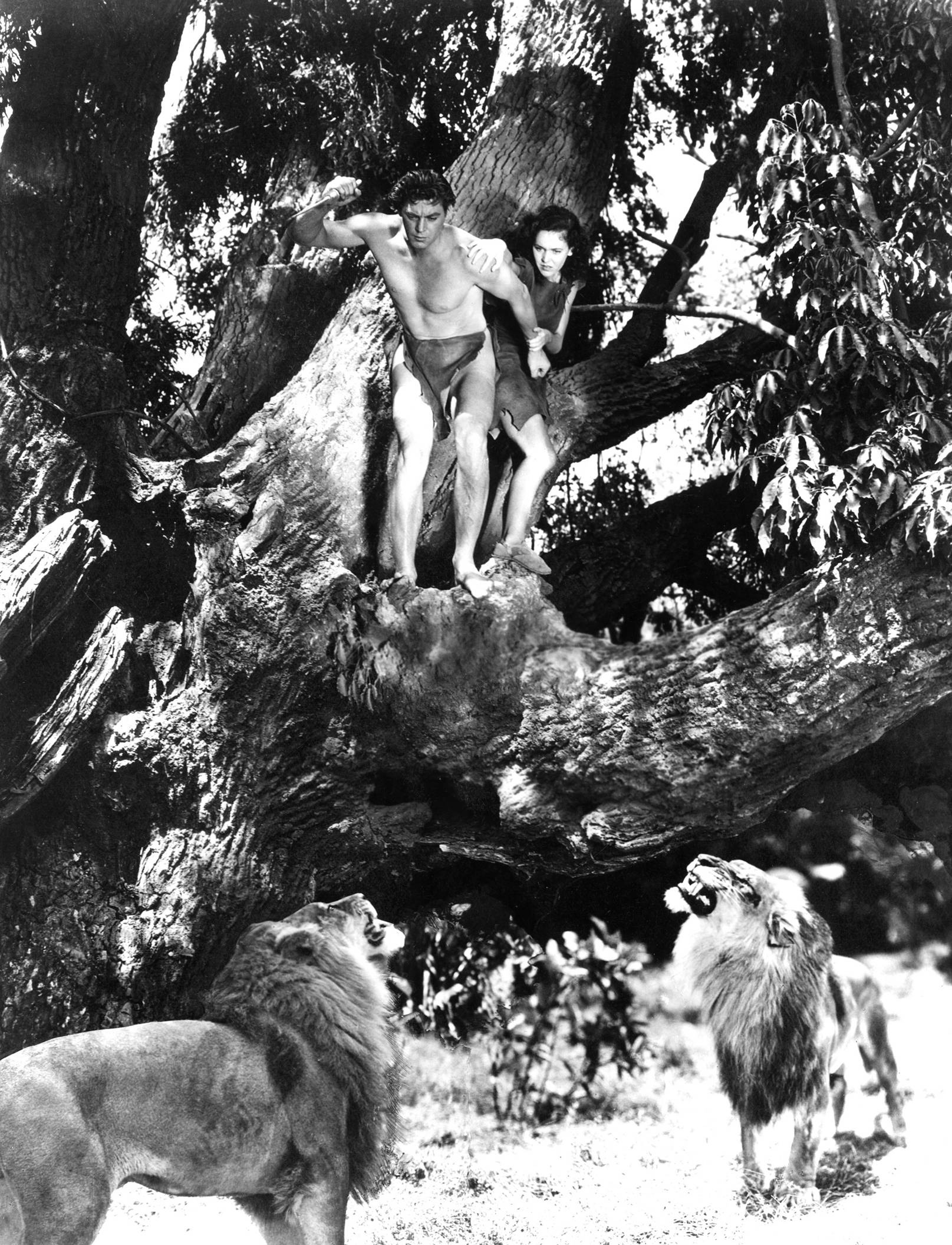 Social media jungle