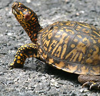 turtle