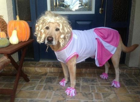 that doesn t bark you ve hit marketing gold when the doesn t bark schaefer marketing solutions that doesn t bark you ve hit marketing gold when the doesn t bark schaefer marketing solutions